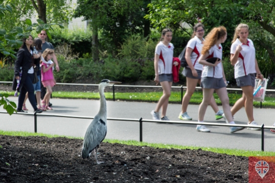 O grande pássaro observa as meninas chegando pra jogar badminton.