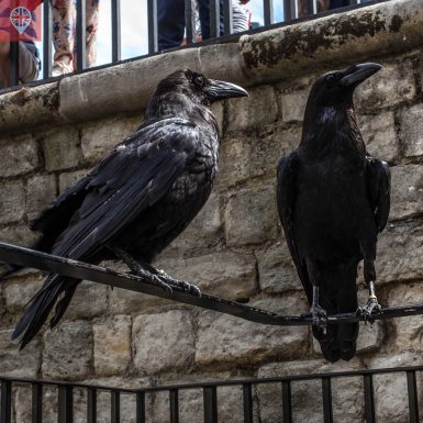 Tower of London ravens close