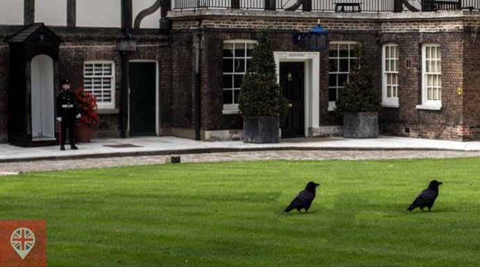 Tower of London ravens